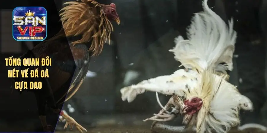 Tổng quan đôi nét về đá gà cựa dao
