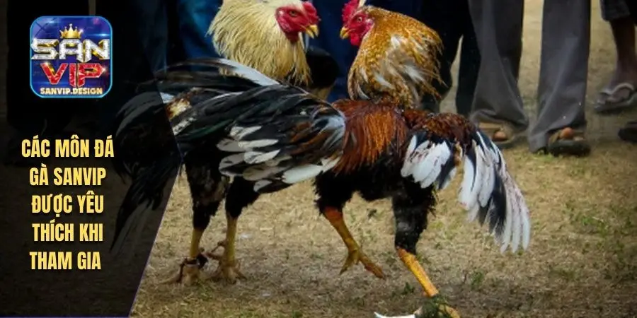 Các môn đá gà SANVIP được yêu thích khi tham gia